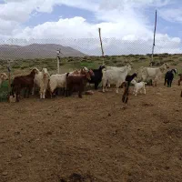 توافقی