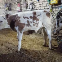 ۷ راس گوساله جنس عالی ۵نر ۲ماده