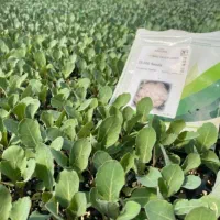 نشا کلم گل کلم بروکلی گوجه بادمجان فلفل هندوانه|خدمات باغبانی و درختکاری|شیراز, ارم|دیوار