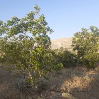 فروش باغ دارای سند رسمی دشتروم|فروش دفتر صنعتی، کشاورزی، تجاری|یاسوج, |دیوار