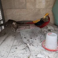 مرغ و خروس بلژیکی|حیوانات مزرعه|ساری, |دیوار