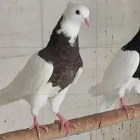 کبوتر پرستویی وسرور وطوقی|پرنده|بابل, |دیوار