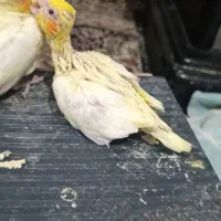 جوجه عروس هلندی|پرنده|بجنورد, |دیوار