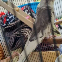 عروس هلندی|پرنده|لاهیجان, کوی زمانی|دیوار