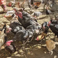 بوقلمون فروشی