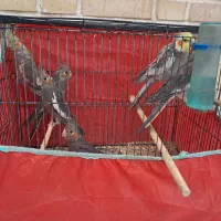 عروس هلندی  دو ماهه