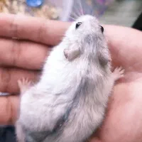 همستر مینیاتوری