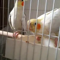 جفت عروس هلندی|پرنده|الوند, |دیوار