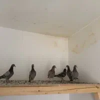جوجه پلاکی