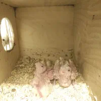 جوجه عروس هلندی آلبینو سفید و لوتینو