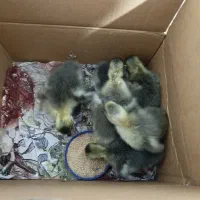 6عدد جوجه غاز