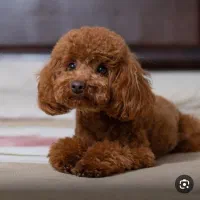 پانسیون خانگیه پودی|خدمات پیشه و مهارت|فردیس, شهرک ناز|دیوار