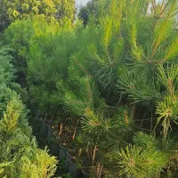 کاج سیاه ارتفاع ۱ متر تا ۳ متر
