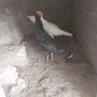 بقلمو ۸ ماه درشت|حیوانات مزرعه|قوچان, |دیوار