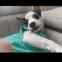 سگ اشتیپس|سگ|سبزوار, شهرک ابوذر|دیوار