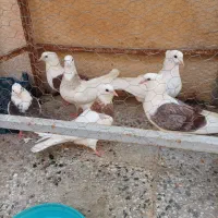 کبوتر رنگی|پرنده|شوشتر, |دیوار