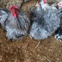 تخم نطفه دار کوشین و ابریشمی|حیوانات مزرعه|خمینیشهر, |دیوار