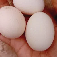 تخم مرغ محلی