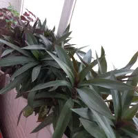 انواع گل طبیعی