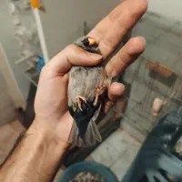 یک جفت فنچ شارکول انگلیسی سایز درشت