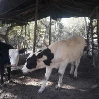 گاو و گوساله|حیوانات مزرعه|فاضل آباد, |دیوار