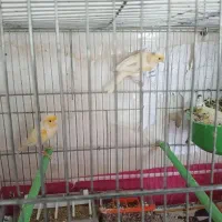 یک جفت قناری با 2 جوجه