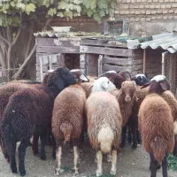 توقلی ماده چاق گوسفند بره دار بزغاله|حیوانات مزرعه|آق قلا, |دیوار