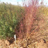 نهالستان سبز    صفوی|خدمات باغبانی و درختکاری|تسوج, |دیوار