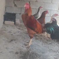 خروس لاری وماکیان فروش کلی تکی