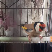 فروش سهره دوساله تازه صاف