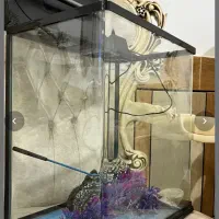 آکواریوم مینیمال|ماهی|اهواز, نادری|دیوار