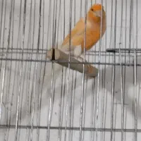 قناری  نر  با ماده|پرنده|بم, |دیوار