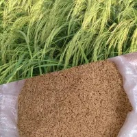 تخم جو هاشمی