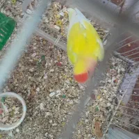 کوتوله و عروس سخن گو|پرنده|بیرجند, |دیوار