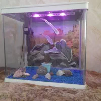 آکورایوم شرکتی