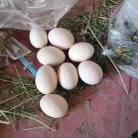 تخم مرغ لاری نطفه دار
