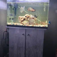 اکواریوم شرکتی