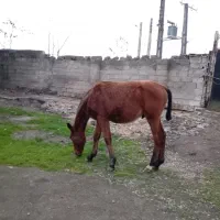 اسب مادیون کرد|اسب و تجهیزات اسب‌سواری|رضوانشهر, |دیوار