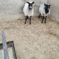 شیشک رومانف|حیوانات مزرعه|پاکدشت, پارچین|دیوار