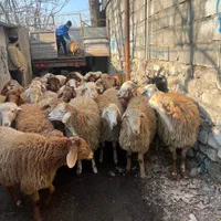 کاروانسرای افشار عرضه دام زنده|حیوانات مزرعه|تهران, امام زاده حسن|دیوار