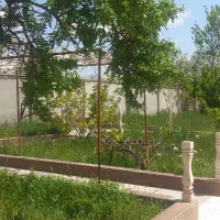 درختان بارده در محیط زیبا