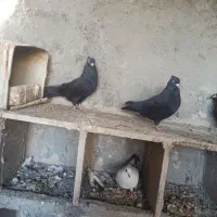 کفتر زاغ|پرنده|فلاورجان, |دیوار