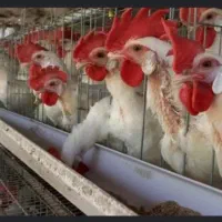 مرغ تخمگذار موجوداست