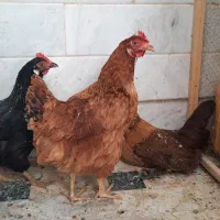 مرغ تخم گزار