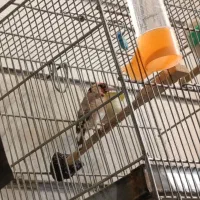 سهره نر|پرنده|قرچک, مهدیه|دیوار