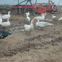 فروش اردک خارجی (اسرائیلی )