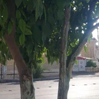 نیروی کمکی