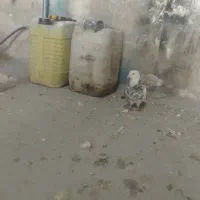 طوقی|پرنده|بستان آباد, |دیوار