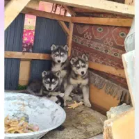 واگذاری مادر و توله های هاسکی