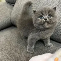 دنیای گربه های اصیل (پرشین بریتیش اسکاتیش رگدال)|گربه|اصفهان, جلفا|دیوار